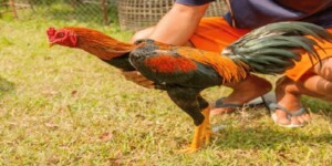 cách xem màu mạng gà đá cựa sắt